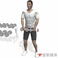 肩部_哑铃直拉_三角肌中束-健身之家
