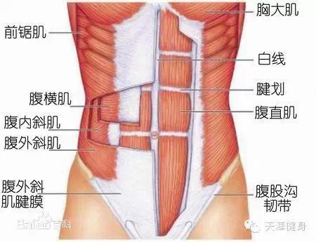 还在嘲笑别人不对称的腹肌吗?也许你错了!