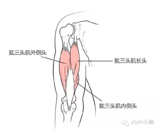 肱三头肌练的不好看?因为没这样练!